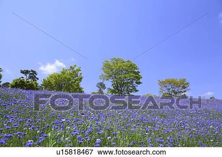 Stock Photo - Field of purple poppies, Showa Memorial Park, Tokyo, Japan. Fotosearch