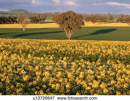 Stock Photo - Field of rape blossoms, Australia. Fotosearch