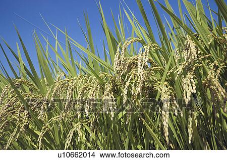 Picture - Field of rice and clear blue sky. Fotosearch