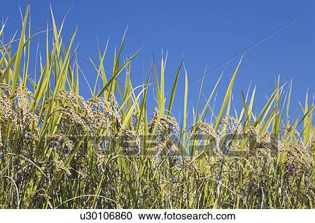 Stock Image - Field of rice and clear blue sky. Fotosearch