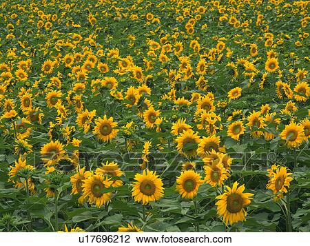 Field of sunflowers View Large Photo Image Stock Image - Field of sunflowers. Fotosearch