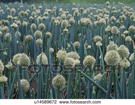 Stock Image - Field of Welsh onion. Fotosearch