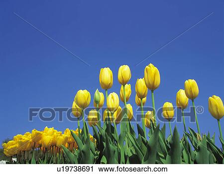 Field of yellow tulips View Large Photo Image Stock Image - Field of yellow tulips. Fotosearch