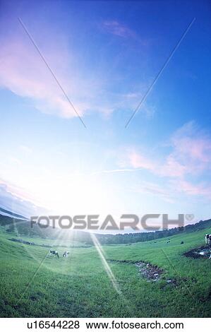 Field with cattle in Sugadaira Plateau, Nagano Prefecture, Japan View Large Photo Image Stock Photo - Field with cattle in Sugadaira Plateau, Nagano Prefecture, Japan. Fotosearch