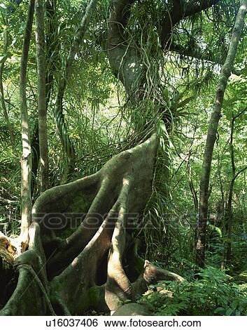 Fig tree in forest. Iriomote Island, Okinawa Prefecture, Japan, View Large Photo Image Stock Photograph - Fig tree in forest. Iriomote Island, Okinawa Prefecture, Japan,. Fotosearch