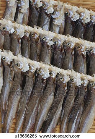 Fish drying on racks View Large Photo Image Stock Photography - Fish drying on racks. Fotosearch