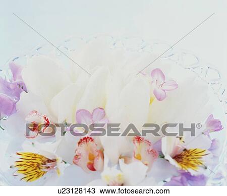 Flower arrangement in a bowl View Large Photo Image Stock Image - Flower arrangement in a bowl. Fotosearch