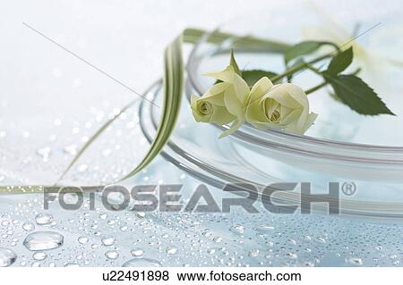 Stock Photo - Flower arrangement. Fotosearch