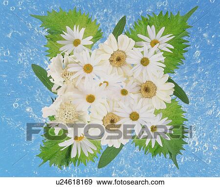 Flower Arrangement View Large Photo Image Stock Photo - Flower Arrangement. Fotosearch