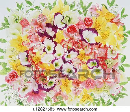 Stock Photography - Flower Arrangement. Fotosearch