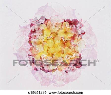 Stock Photography - Flower Arrangement. Fotosearch