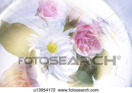 Flower heads and leaves in vortex, computer graphic View Large Photo Image Stock Image - Flower heads and leaves in vortex, computer graphic. Fotosearch