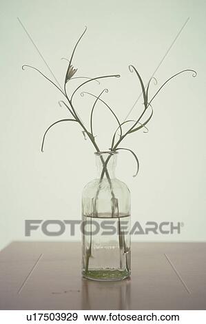 Flower in a glass bottle View Large Photo Image Stock Photo - Flower in a glass bottle. Fotosearch