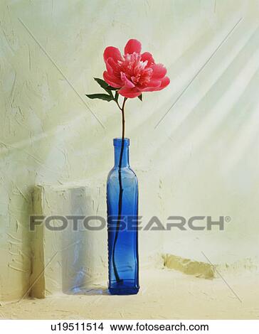 Picture - Flower in a Vase. Fotosearch