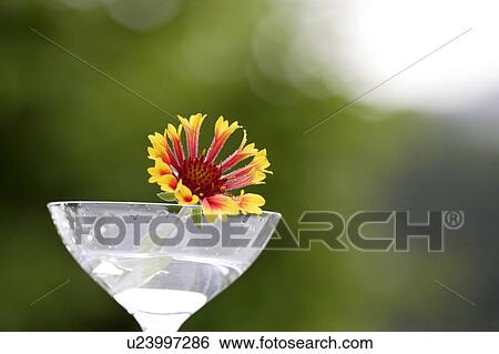 Flower in martini glass View Large Photo Image Stock Photograph - Flower in martini glass. Fotosearch