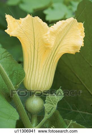 Stock Image - Flower of a Japanese pumpkin. Fotosearch
