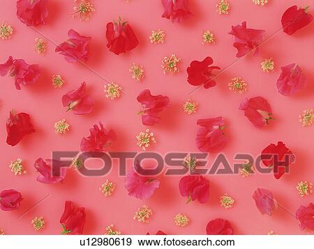 Flower pattern View Large Photo Image Stock Photo - Flower pattern. Fotosearch
