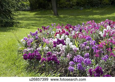 Flowerbed of purple flowers in a park, Paris, France View Large Photo Image Stock Photo - Flowerbed of purple flowers in a park, Paris, France. Fotosearch