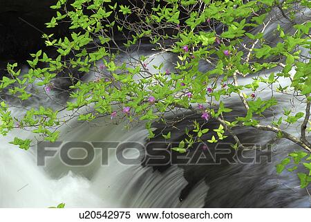Stock Photography - Flowering branch next to a waterfall, Nikko, Tochigi Prefecture, Japan. Fotosearch