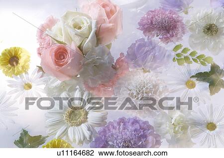 Stock Image - Flowers and leaves floating on water. Fotosearch
