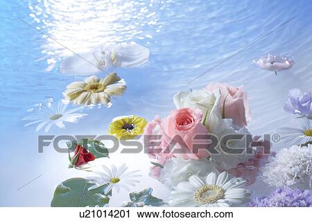 Stock Image - Flowers and leaves floating on water. Fotosearch