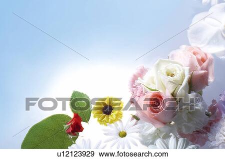 Flowers and leaves floating on water View Large Photo Image Stock Photo - Flowers and leaves floating on water. Fotosearch