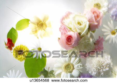 Stock Photo - Flowers and leaves floating on water. Fotosearch