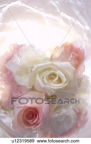 Stock Photo - Flowers floating on water. Fotosearch