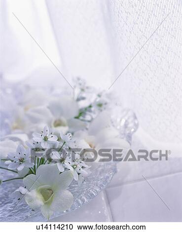 Stock Image - Flowers on a glass plate by a window. Fotosearch
