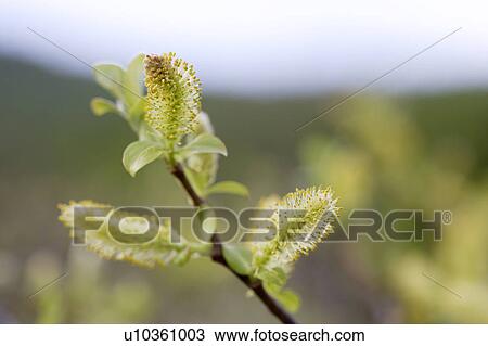 Flowers on a pussy willow tree. Obayachi Wetland, Hachimantai, Akita Prefecture, Japan View Large Photo Image Stock Image - Flowers on a pussy willow tree. Obayachi Wetland, Hachimantai, Akita Prefecture, Japan. Fotosearch