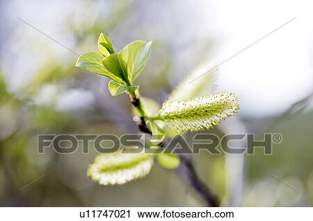 Flowers on a pussy willow tree. Obayachi Wetland, Hachimantai, Akita Prefecture, Japan View Large Photo Image Stock Image - Flowers on a pussy willow tree. Obayachi Wetland, Hachimantai, Akita Prefecture, Japan. Fotosearch