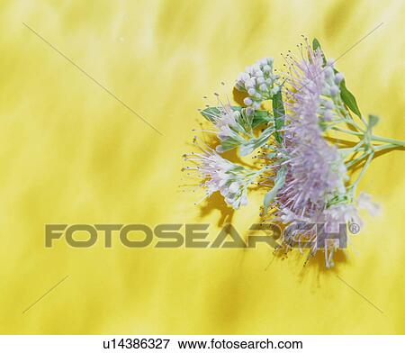 Stock Photo - Flowers on a yellow background. Fotosearch