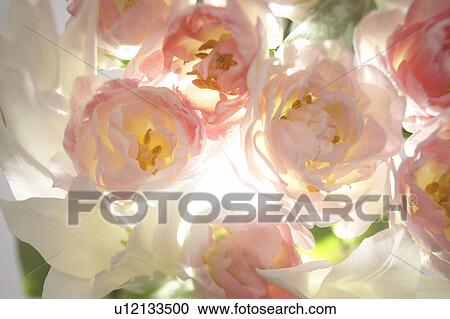 Flowers View Large Photo Image Stock Image - Flowers. Fotosearch