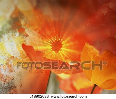 Flowers View Large Photo Image Stock Image - Flowers. Fotosearch