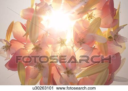 Flowers View Large Photo Image Stock Image - Flowers. Fotosearch
