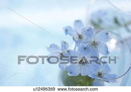 Stock Photo - Flowers. Fotosearch