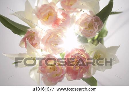 Flowers View Large Photo Image Stock Photo - Flowers. Fotosearch