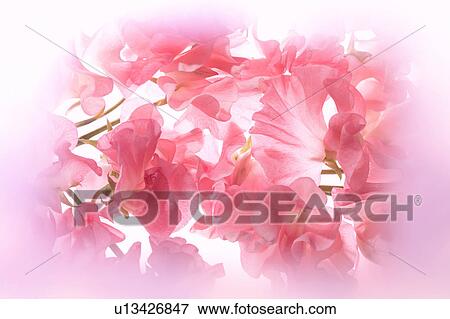 Flowers View Large Photo Image Stock Photo - Flowers. Fotosearch