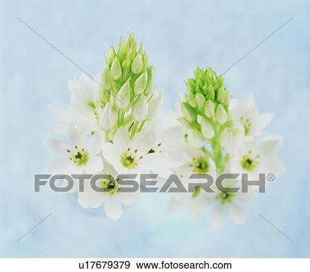 Flowers View Large Photo Image Stock Photo - Flowers. Fotosearch