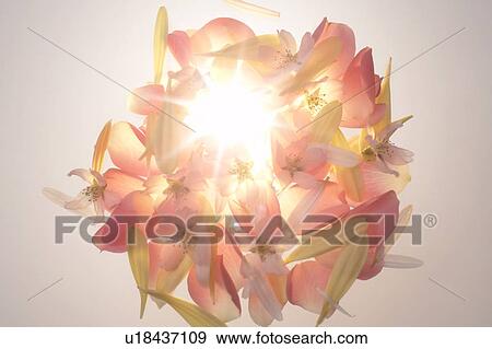 Flowers View Large Photo Image Stock Photo - Flowers. Fotosearch