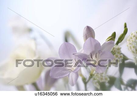 Stock Photograph - Flowers. Fotosearch