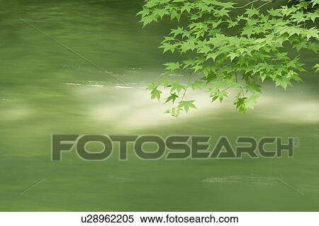 Stock Photography - Flowing river. Oirase, Aomori Prefecture, Japan. Fotosearch