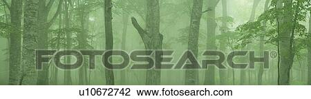 Stock Image - Fog in a forest. Oirase, Aomori Prefecture, Japan. Fotosearch
