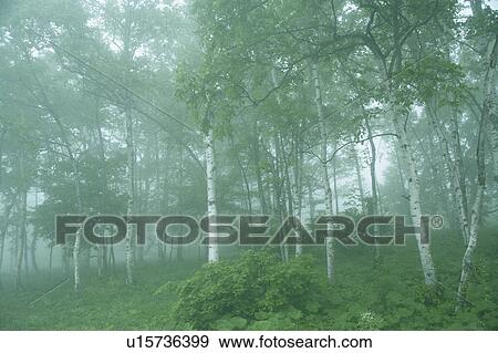 Stock Photo - Fog in a forest. Oirase, Aomori Prefecture, Japan. Fotosearch