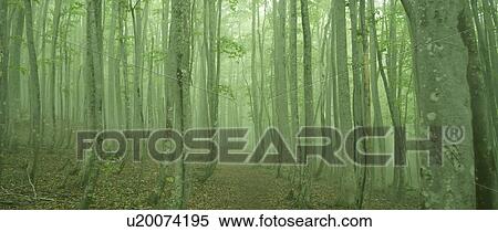 Fog in a forest. Oirase, Aomori Prefecture, Japan View Large Photo Image Stock Photography - Fog in a forest. Oirase, Aomori Prefecture, Japan. Fotosearch