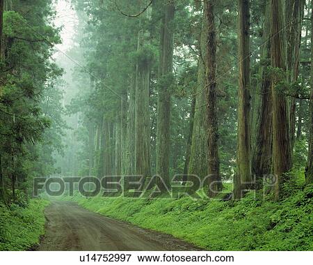 Stock Photo - Fog in forest, Nikko, Tochigi Prefecture, Japan. Fotosearch