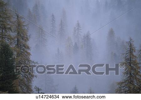 Fog over a larch forest, Dolomites, Italy View Large Photo Image Picture - Fog over a larch forest, Dolomites, Italy. Fotosearch