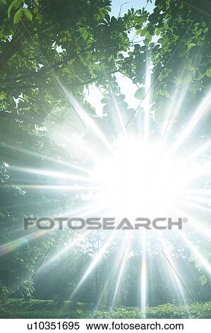 Forest and sunbeam View Large Photo Image Stock Photography - Forest and sunbeam. Fotosearch