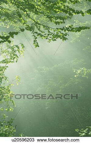 Forest and sunlight, Yamagata Prefecture, Honshu, Japan View Large Photo Image Stock Image - Forest and sunlight, Yamagata Prefecture, Honshu, Japan. Fotosearch