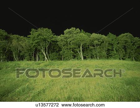 Stock Image - Forest at night. Yaita, Tochigi Prefecture, Japan. Fotosearch